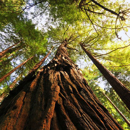 美国加利福尼亚州旧金山穆尔红杉国家公园一日游