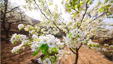 青龙官场梨花一日游【梨花节】