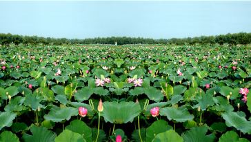 【江苏淮安】金湖荷花荡景区 游览车成人票