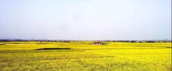 中国湖南澧县城头山遗址公园一日游【览中华城祖·赏七色油菜花 樱花