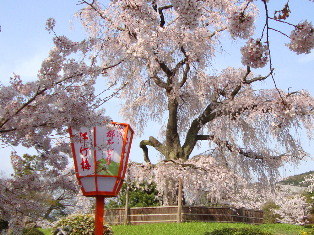 京都只园圆山公园 蹴上旧铁道 南禅寺 赏樱花一日游