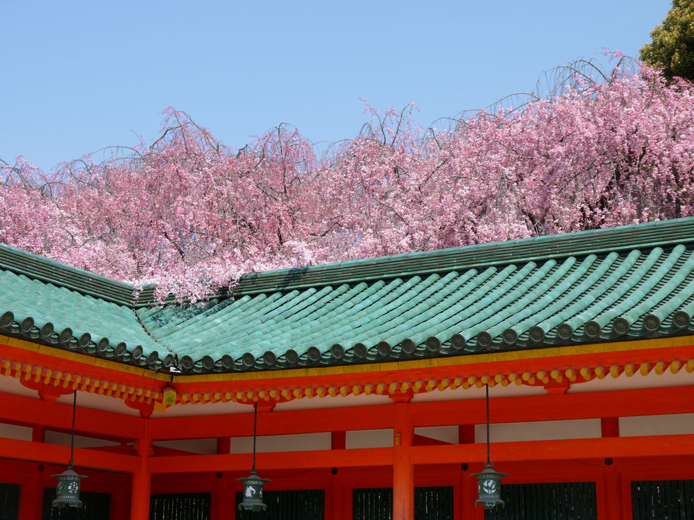 京都大觉寺 退藏院庭园 神泉苑 平安神宫赏樱花一日游【京都站直发