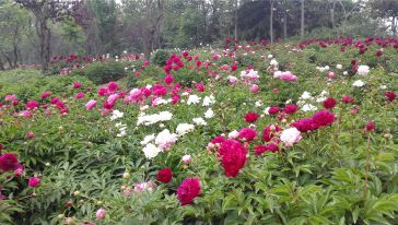 菏泽曹州牡丹园芍药大田2