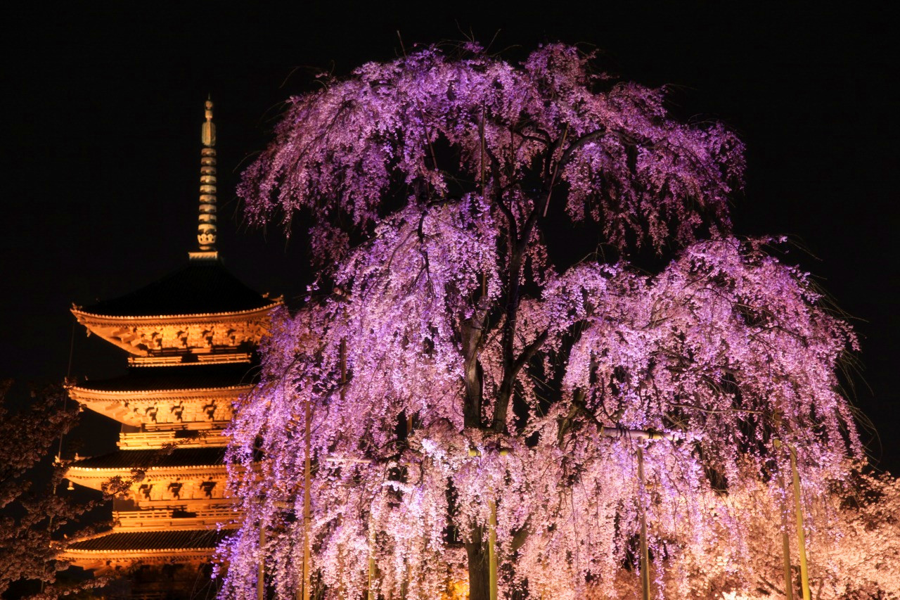 京都二条城清流园夜樱 东寺不二樱 星级酒店晚餐半日游【樱花季限定