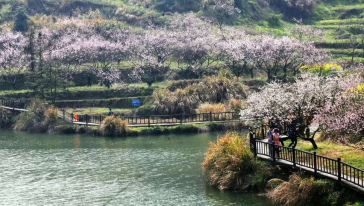 中国湖北黄石桃园一日游【湖北小婺源大冶沼山村赏桃花一日游】