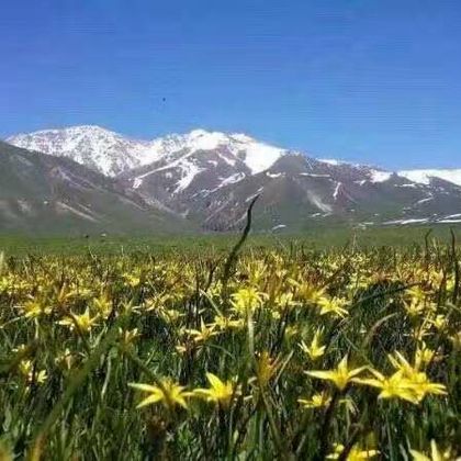 新疆伊犁托乎拉苏景区一日游