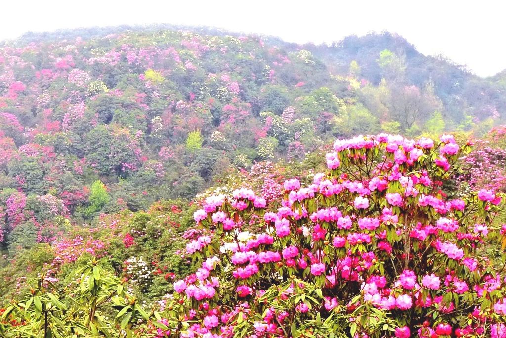 自助独行走云贵(6):宾川(鸡足山),黔西(百里杜鹃)