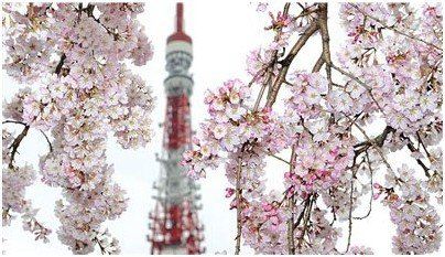 最美时节 花见日本-樱花季游日本 - 京都游记攻