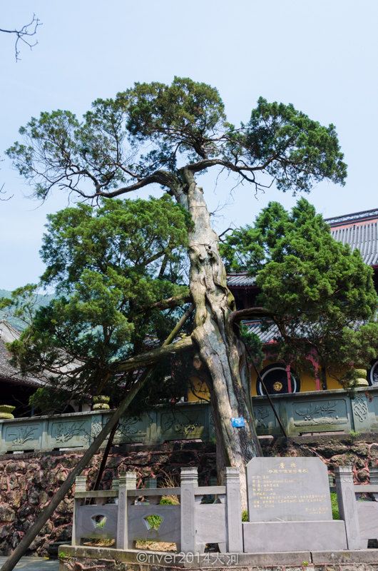 天童寺依山而建,一路上山,经过一座座大殿.