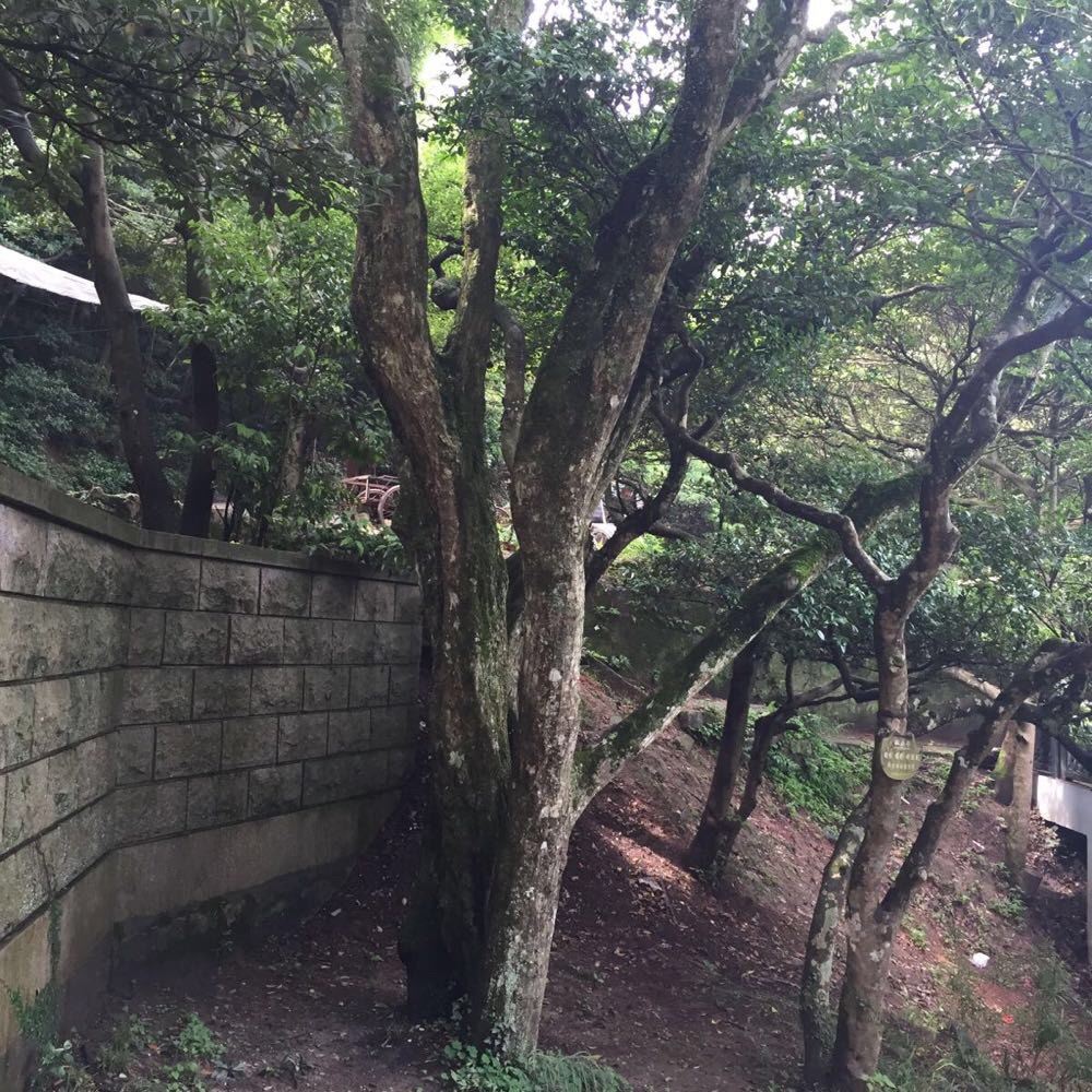 上海到普陀山两日游