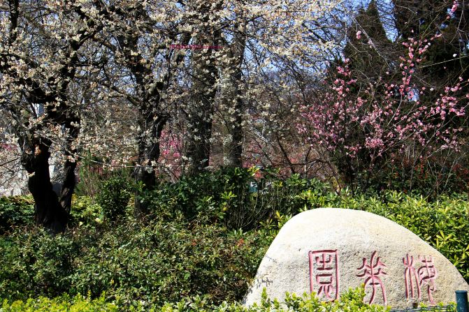 青岛中山公园梅园_雨后赏梅