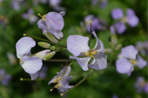 游走封龙山,一路槐花香【封龙山-飞来石-封龙书