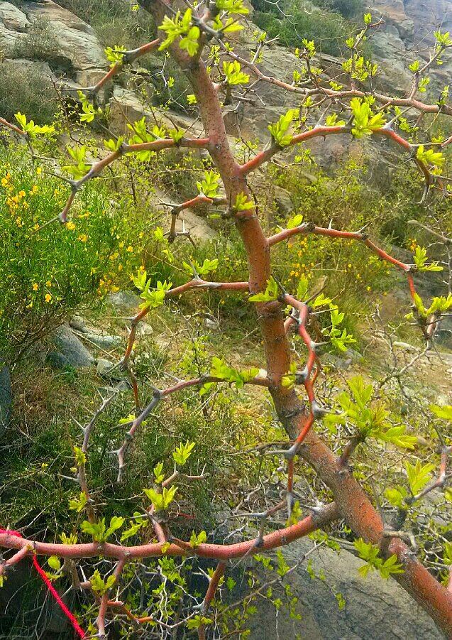 贺兰山上遍地都是这种植物--酸枣树,酸枣仁是滋补大脑,生血养血的良药