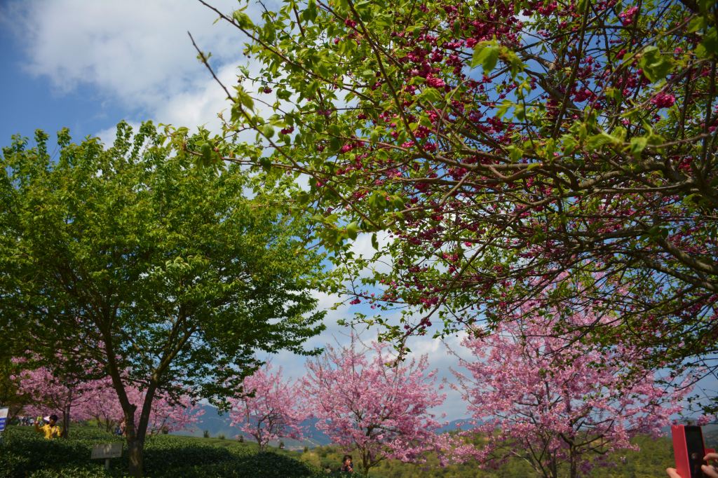 永福赏樱花#早春龙岩三明三日游~(小攻略,大量美图~)