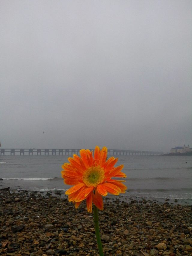 在星海公园的海边捡到一朵花,感觉瞬间天气好很多