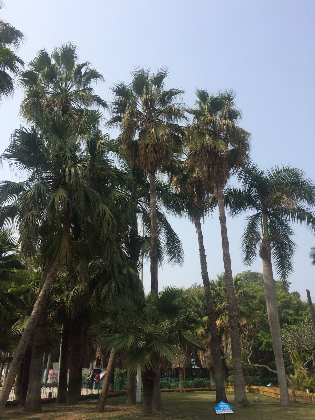 椰子树,不断的提醒我这里的天气跟夏天脱不了干系.