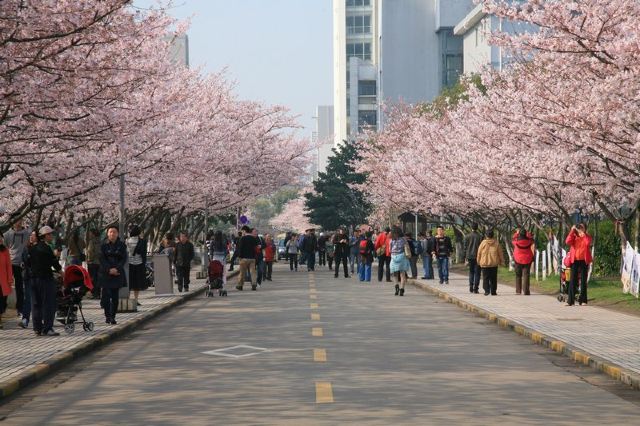 2015,同济大学赏樱花,不料还有很多美女帅哥