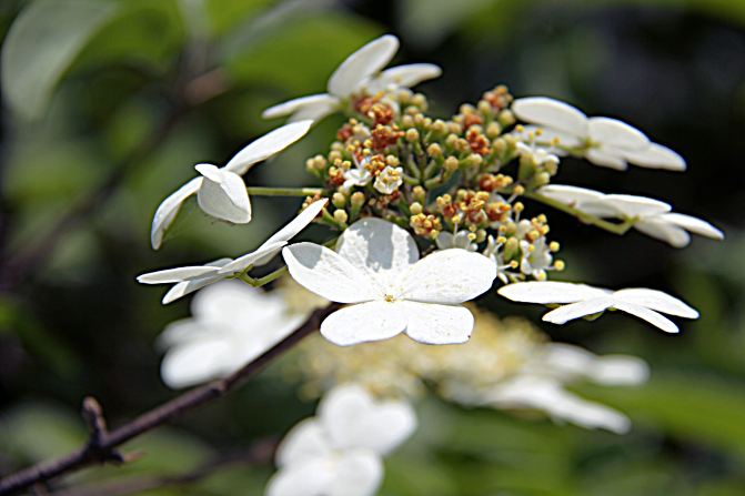 琼花盛开——扬州市花.
