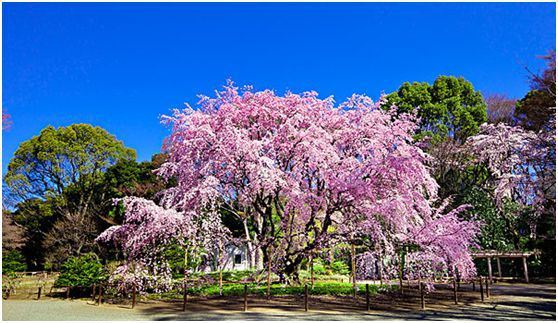 四月东京樱花节一起去感受日本的美