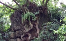 贵阳七星潭天气预报,历史气温,旅游指数,七星潭