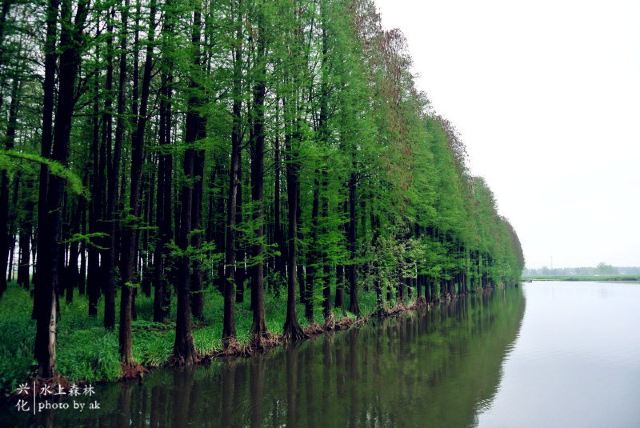 醉氧出发!兴化千岛油菜花 李中水上森林公园