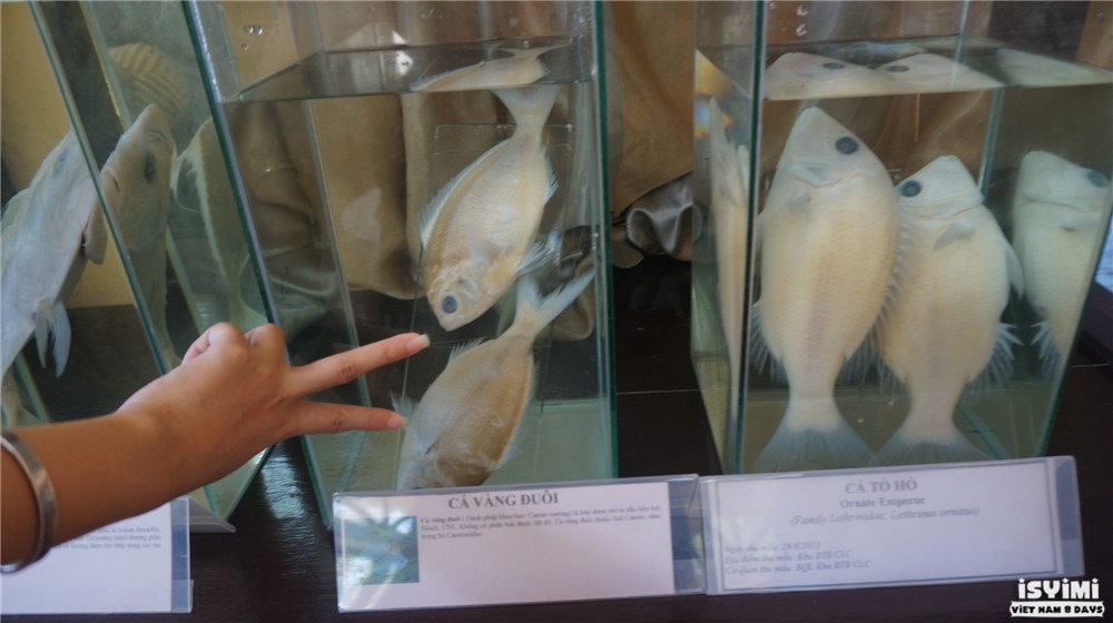 福尔马林泡的鱼标本,都变白了.