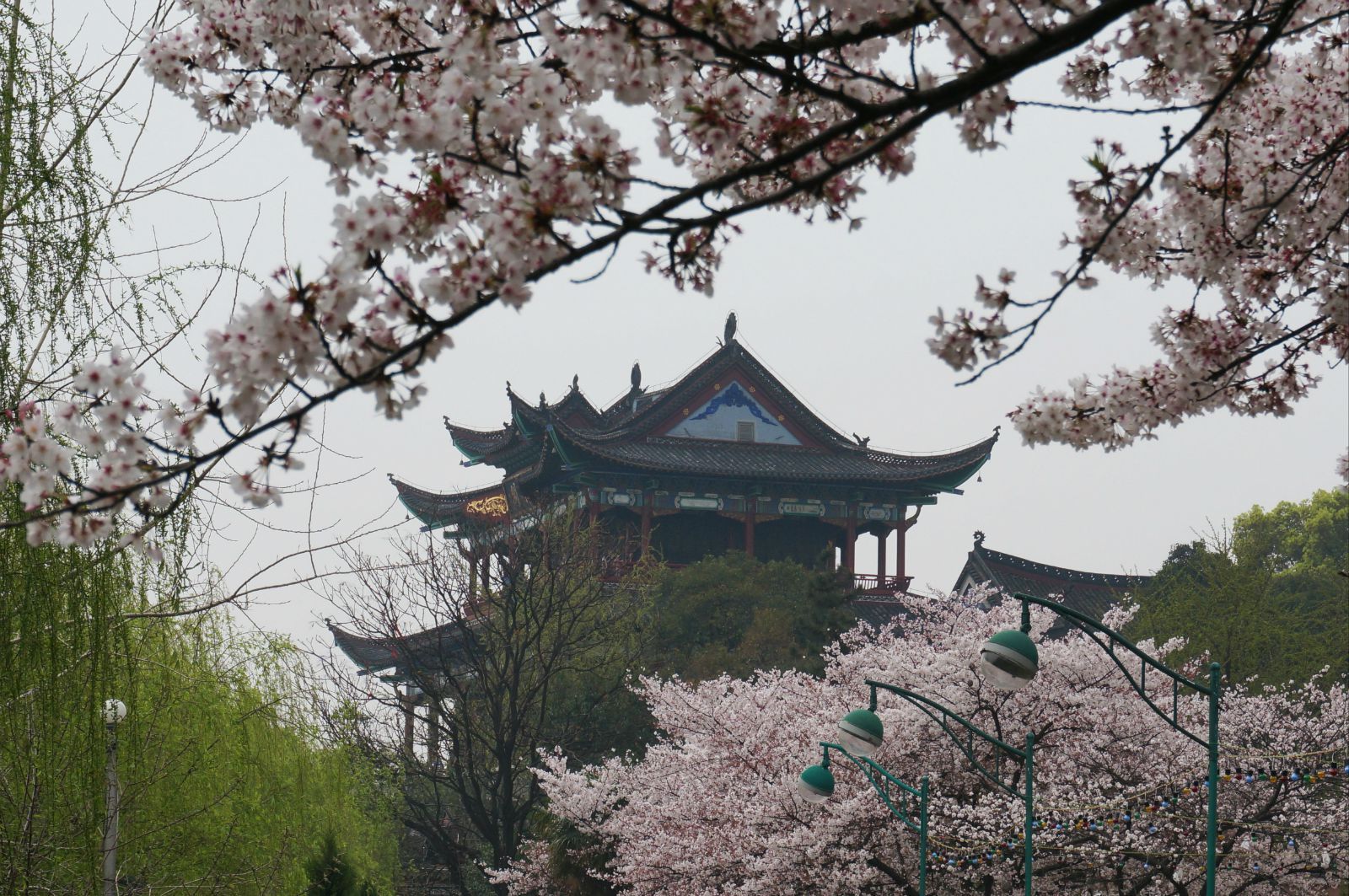 我们是坐过江游轮去的晴川阁,结果下船之后走错方向,走到了一片樱花林