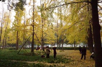 成都电子科技大学银杏餐厅电话\/地址\/菜系\/点评