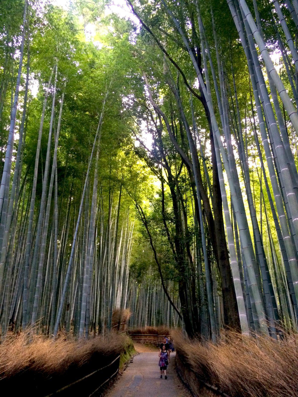 竹林深深~~~ 京都嵯峨野竹林