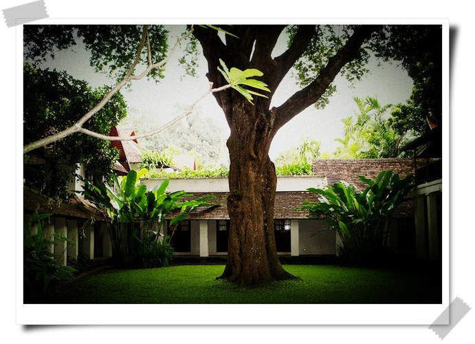 庭院里的大树门前的竹林就是酒店的名片