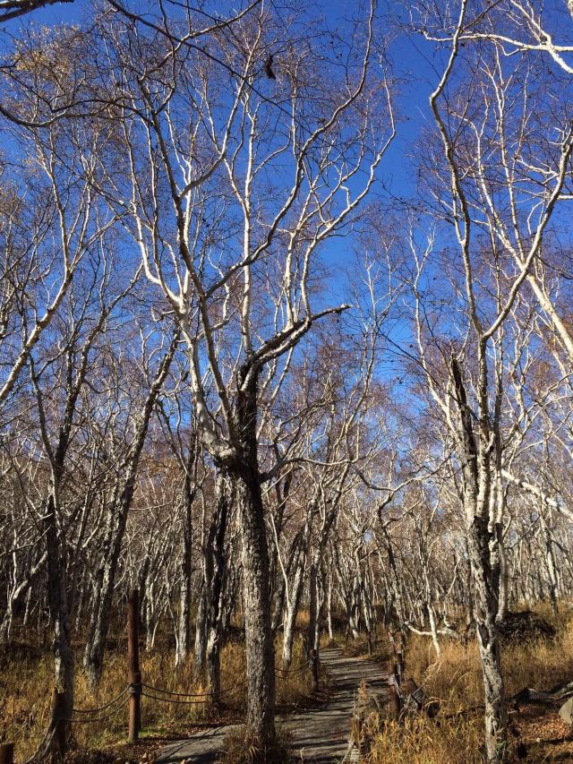 长白山 白桦林