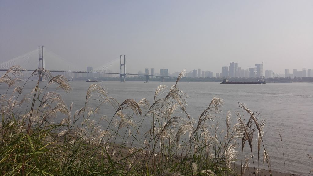 我的2015#武汉秋色哪里浓,汉口江滩芦荻滩