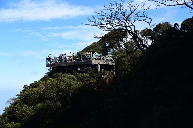 高山杜鹃观景台