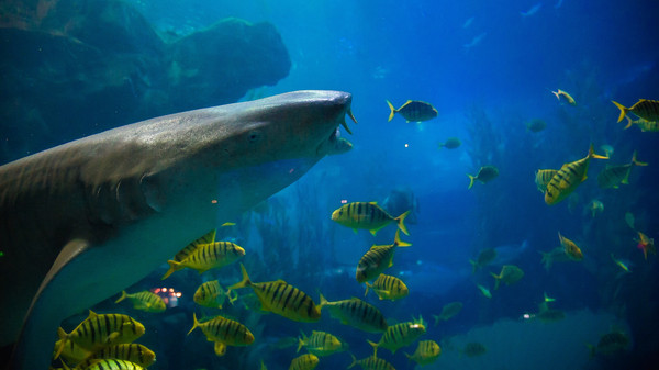 壁纸 动物 海底 海底世界 海洋馆 水族馆 鱼 鱼类 600_337