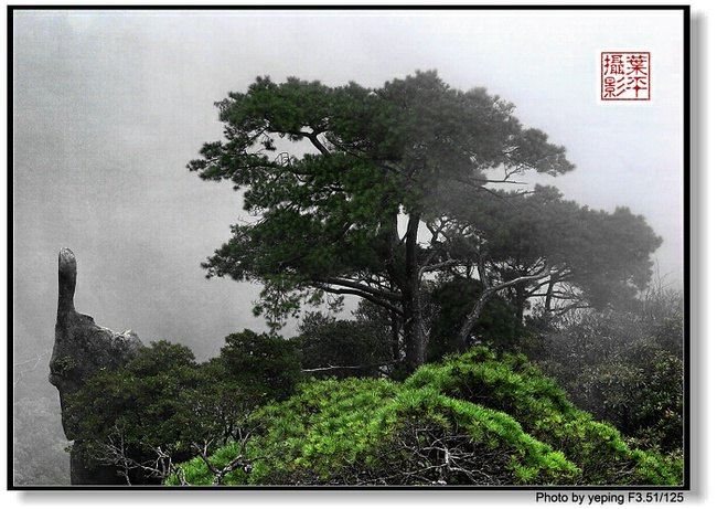 千姿百态的三清松,由于受高山风,霜,雨,雪,雾等自然气候影响,造型千姿