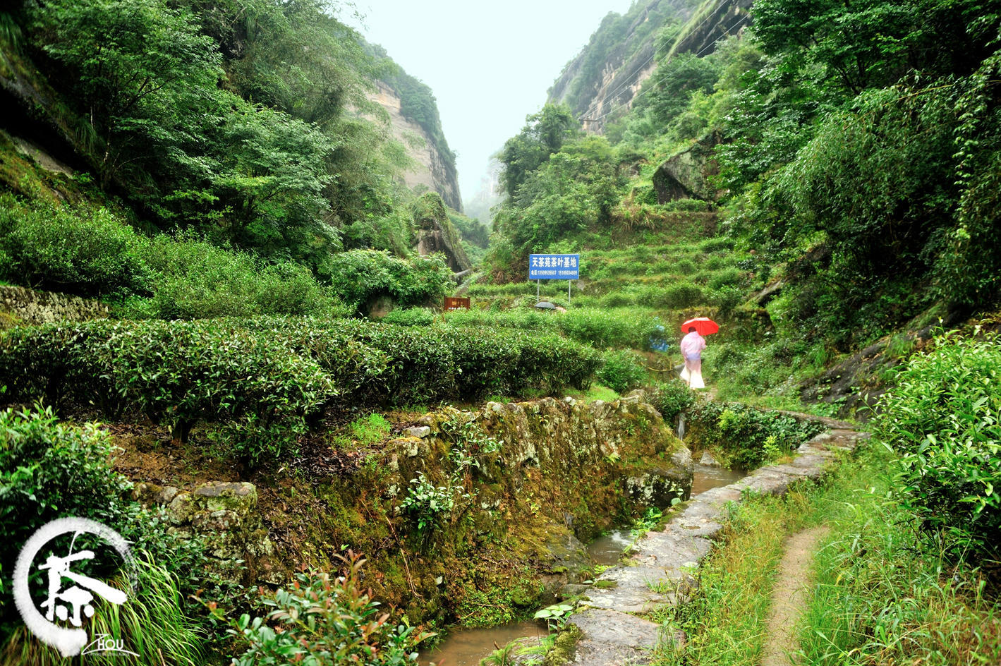 品福建这杯茶:武夷茶旅全攻略