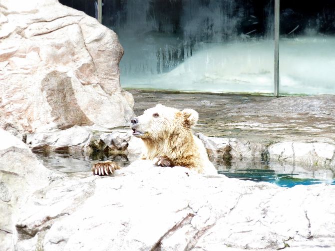 了去心结的解脱之旅--珠海长隆海洋王国,澳门威