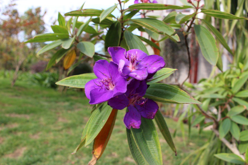 美丽的茶花