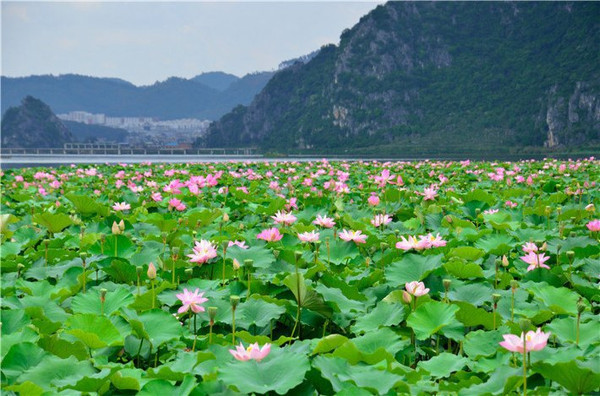 全景 荷花