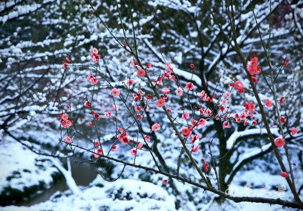 每年的春节前后都要来看梅花,但很难相遇瑞雪的恩泽,这场雪,让有"雪
