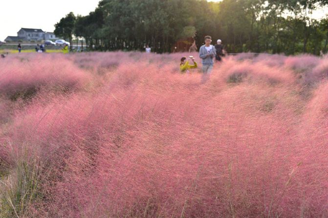 粉黛乱子草 - 上海游记攻略【携程攻略】