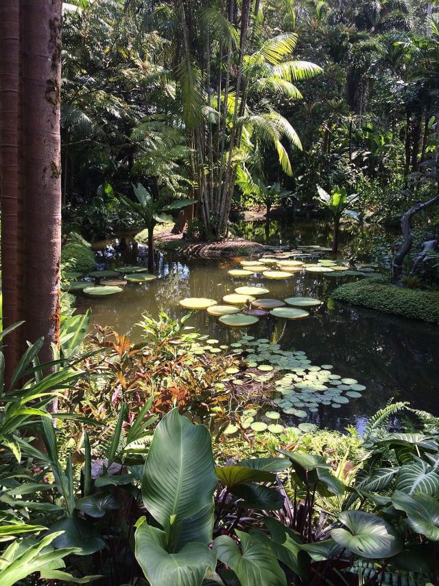 雨林 新加坡植物园