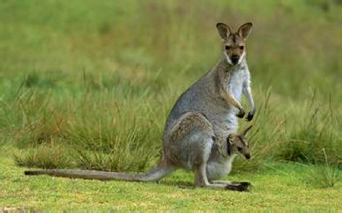 看到了澳大利亚很多种特有动物.澳大利亚被称为"