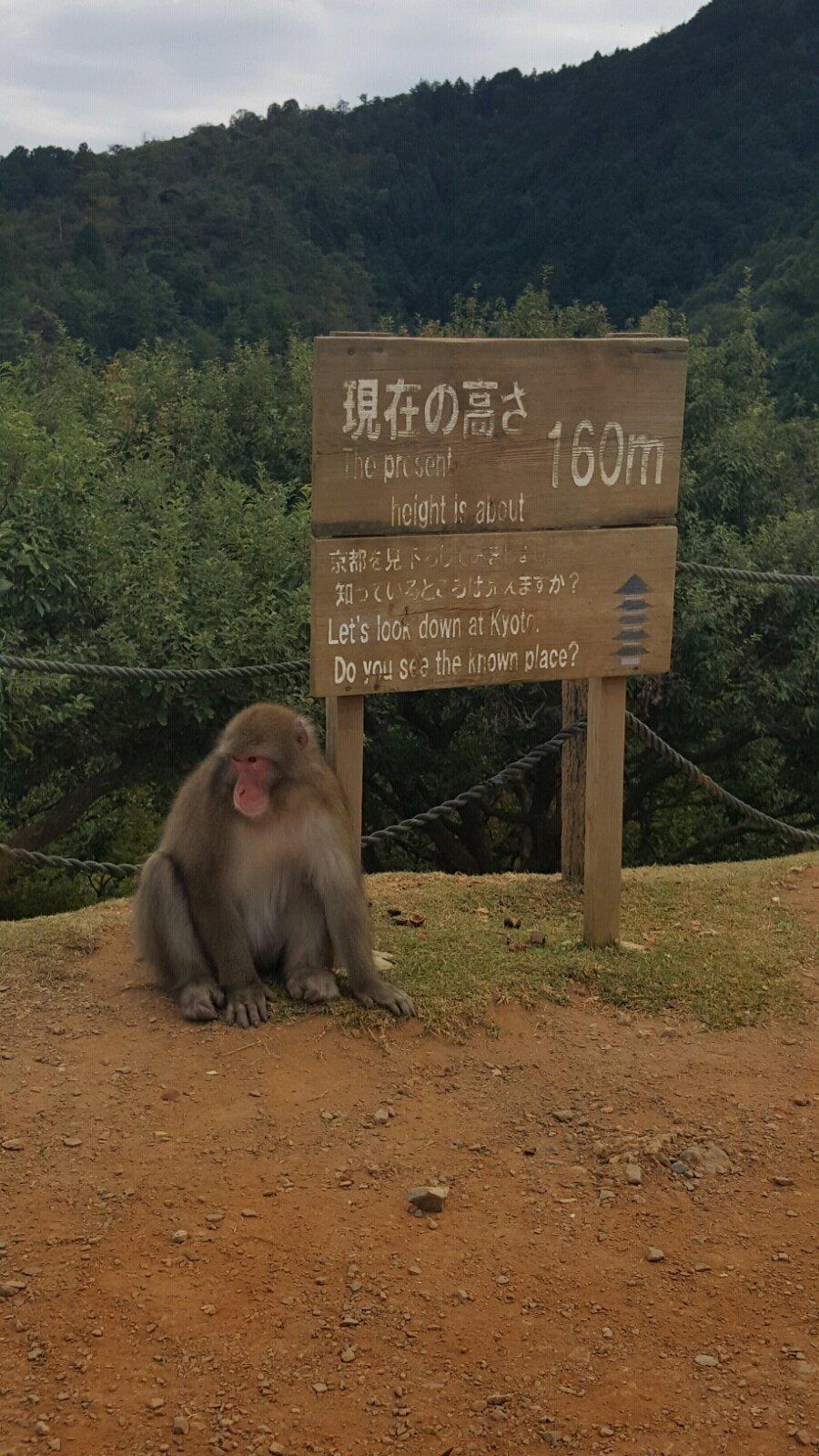 京都岚山岩田山猴子公园