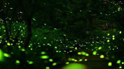 萤火虫星空艺术馆