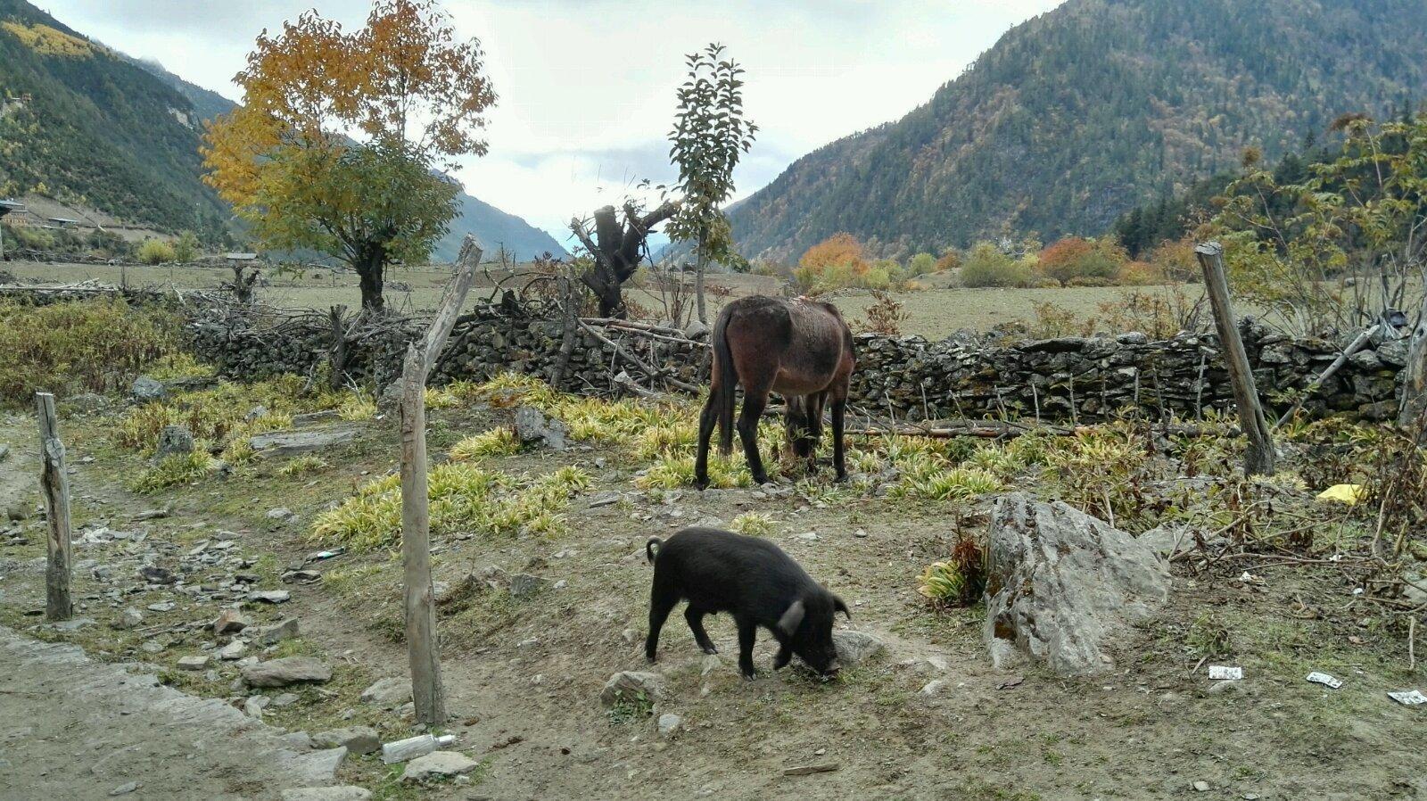 萌猪萌马,应该是马吧,还是骡子? 雨崩上村-笑农途中