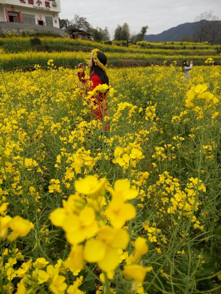 婺源江岭赏花