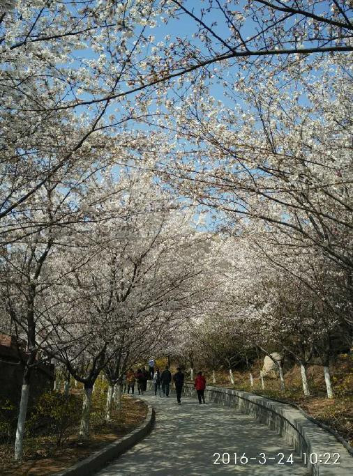 2016山东樱花山樱花节3月24日花期播报 邹平游记攻略【携程攻略】