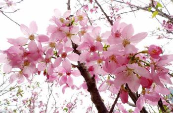 【携程攻略】海泉湾樱花缘樱花节门票,珠海海