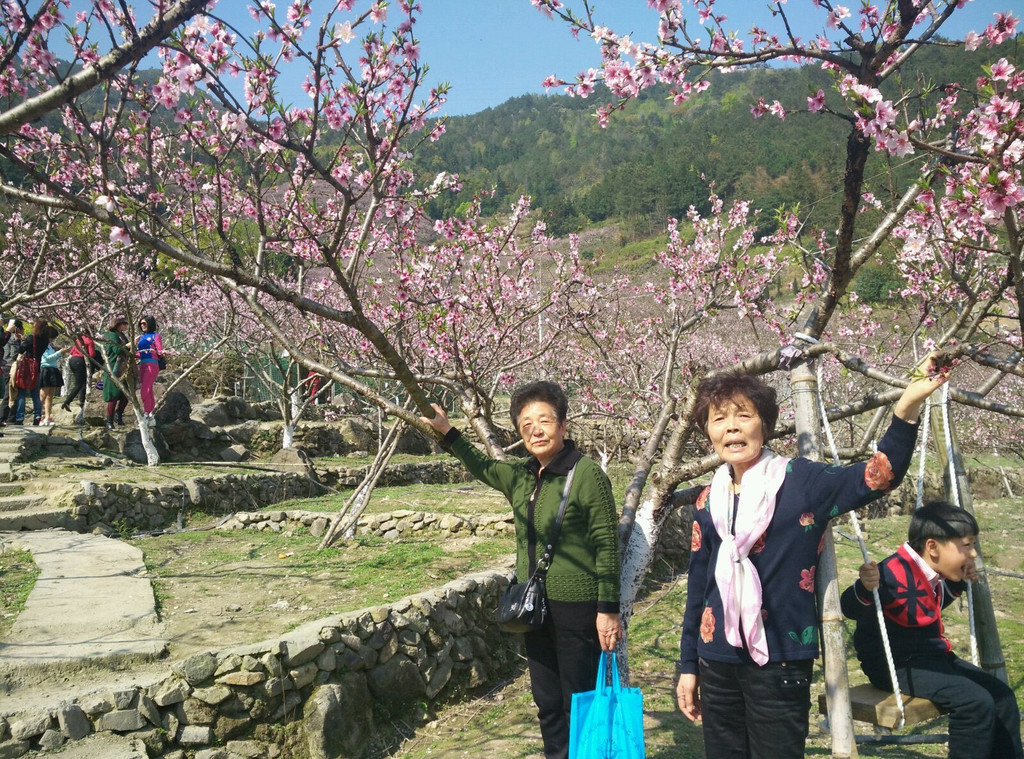 平阳山门大岙桃花林观赏